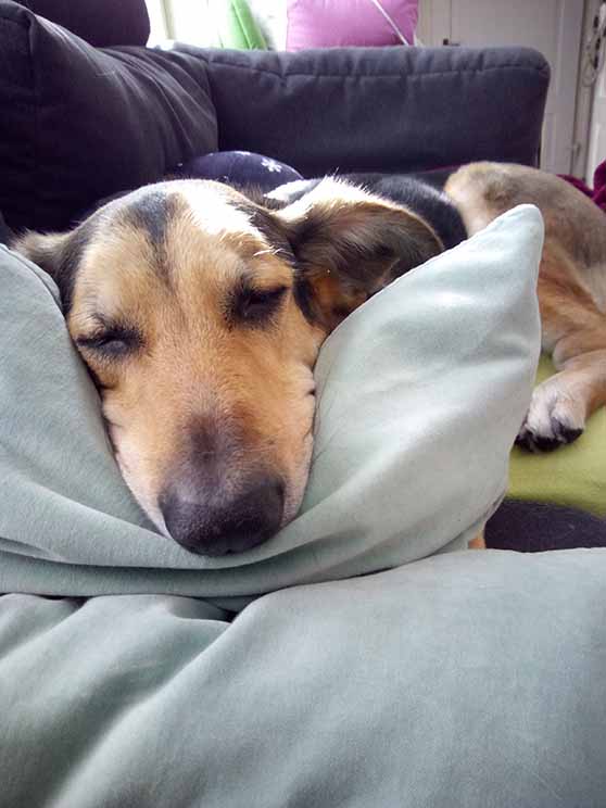 Hund genießt die Zeit im Homeoffice