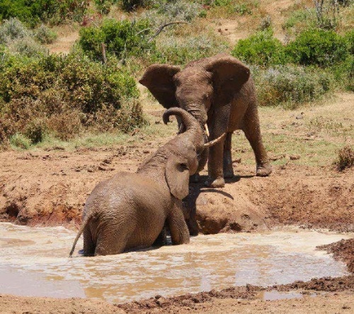 Besuch im Addo Elephant Park