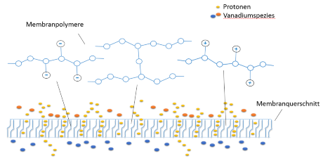 selektive Membran_Schema