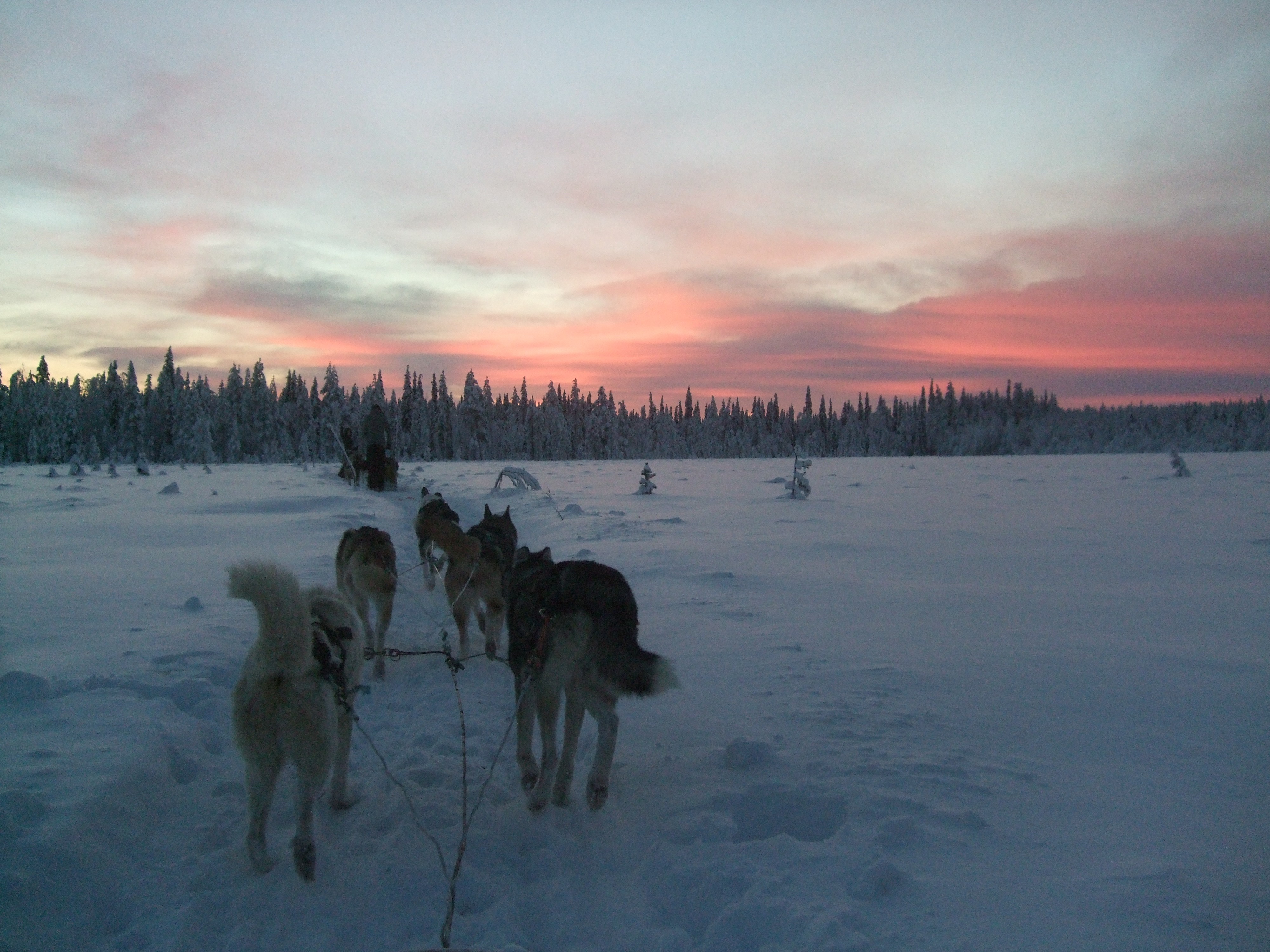 Arcada: Husky-Tour