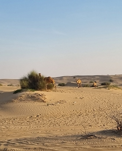 Kamele in ihrer natürlichen Umgebung