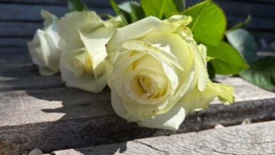 Nahaufnahme von weißen Rosen, die auf dem Boden liegen