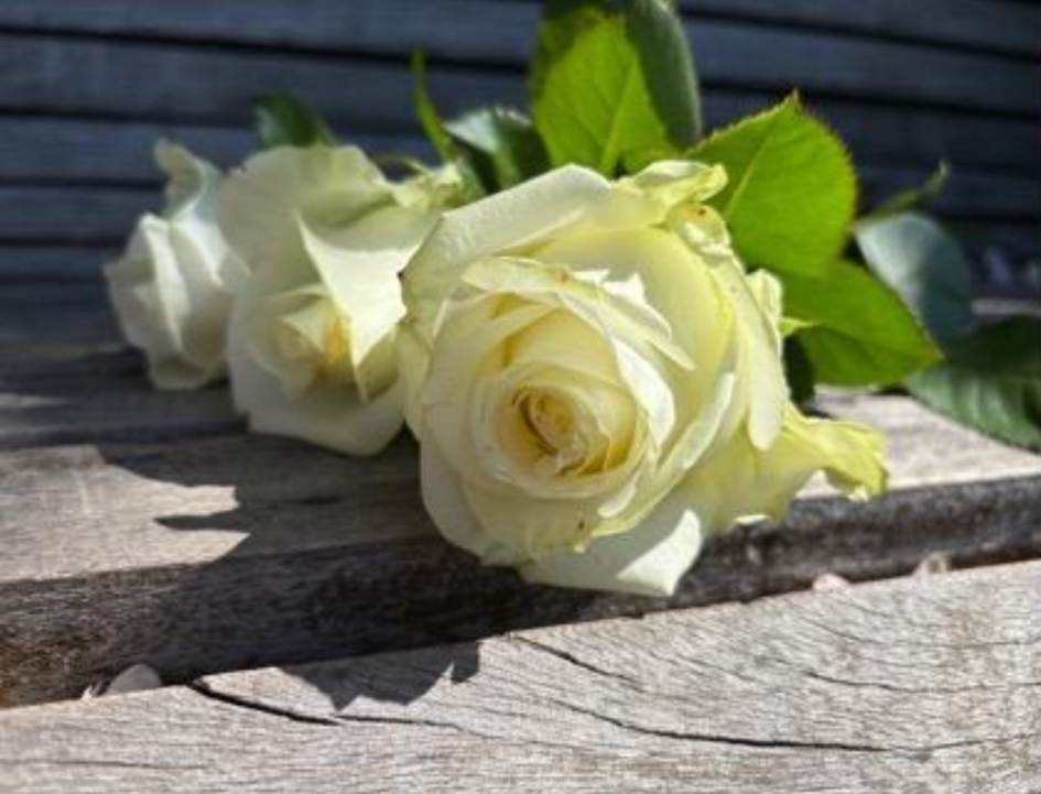 Nahaufnahme von weißen Rosen, die auf dem Boden liegen