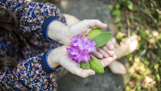 Blick von oben auf zwei Hände in denen eine lila Blume liegt.