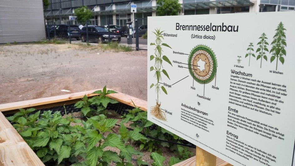 as Bild zeigt das Hochbeet für den Brennnesselanbau Mitte Mai mit noch kleineren, überschaubaren Pflanzengruppen neben dem Informationsschild.