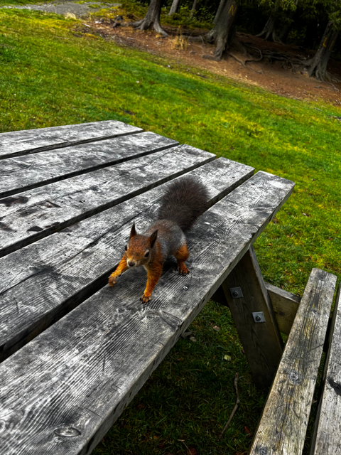 Ein Eichhörnchen an einem Platz in der Natur von Norwegen (öffnet Vergrößerung des Bildes)