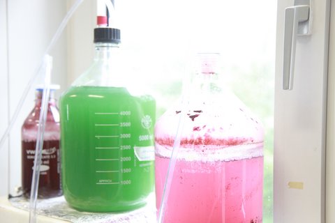Versuch im Labor für Biotechnologie und Bioökonomie
