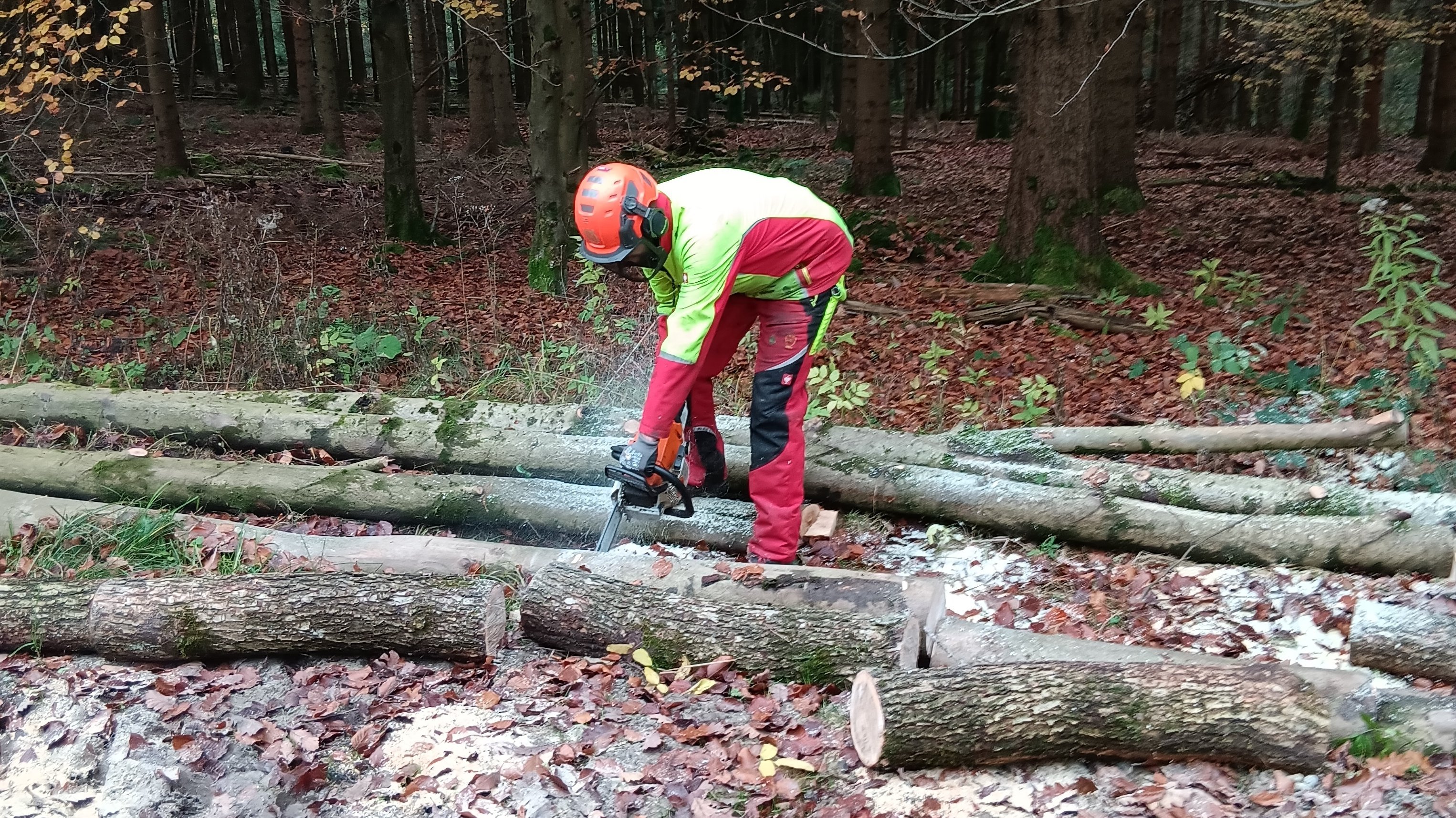 Das Bild zeigt einen Waldarbeiter beim Ablängen der Stämme für die Aufstellung im Polter. 