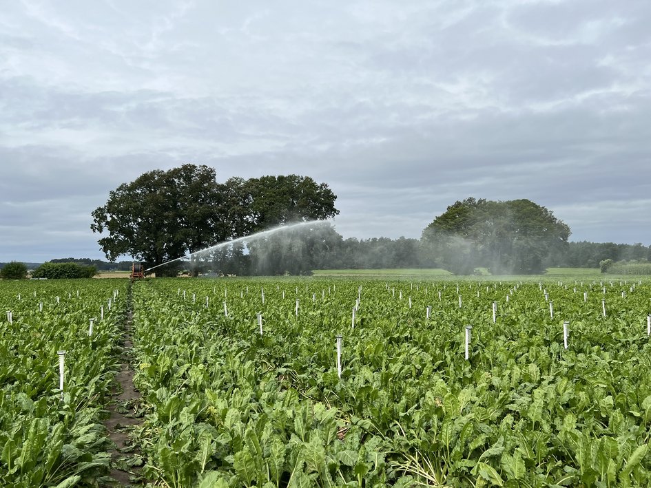 Beregnungsversuch im Feld. Foto: Jan Brunhöfer/Ostfalia (2026).