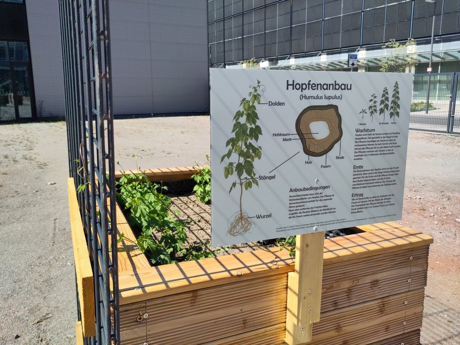 Hier wächst Hopfen. Das Infoschild zeigt wesentliche Informationen zum Hopfenanbau.