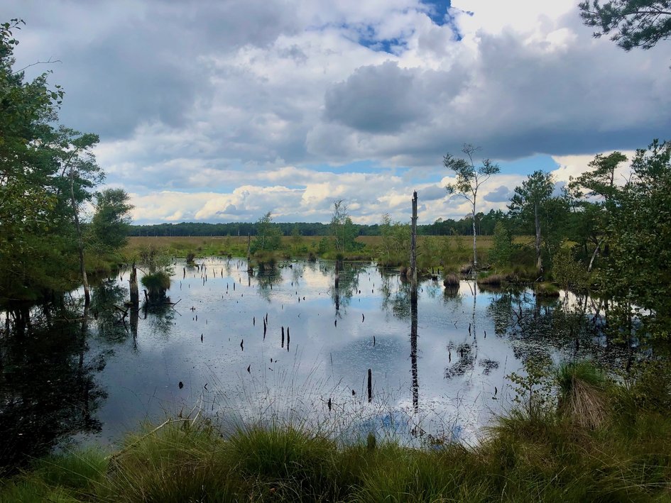Wiedervernässte Hochmoorfläche mit noch überwiegend freiem Wasserspiegel und Totholz.