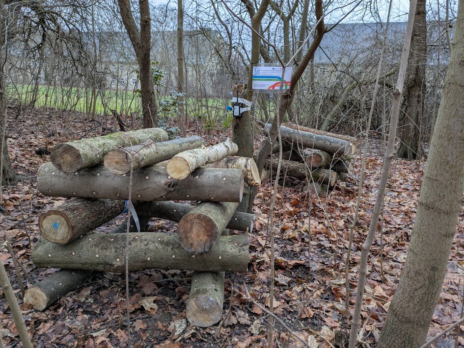Holzpolter am Exer in Wolfenbüttel