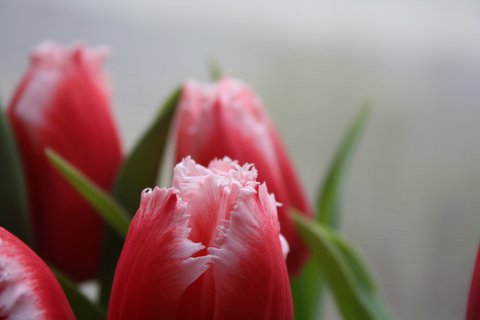 Pinke Tulpen (öffnet Vergrößerung des Bildes)