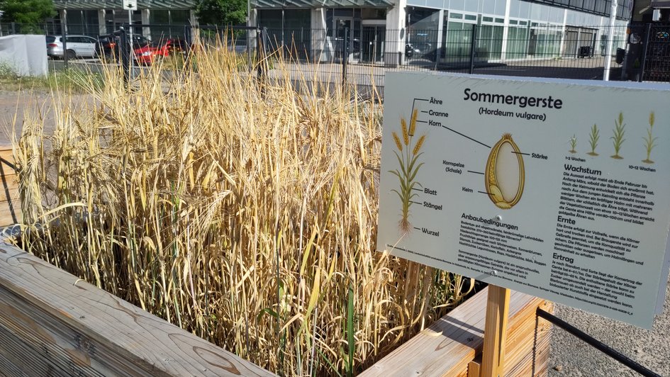 Samenreife: Auch die Sommergerste steht kurz vor der Ernte.