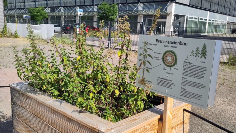 Die Brennnessel hat noch ein paar Wochen bevor sie Erntereif ist.