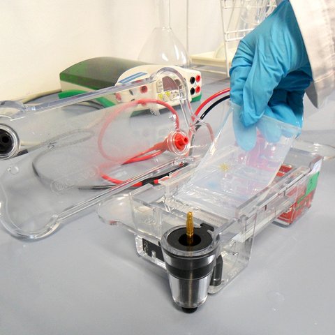PCR amplifizierte Bakterien im Labor für Biotechnologie und Bioökonomie