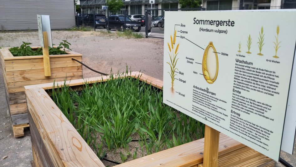 Die Sommergerste präsentiert sich Mitte des Monats als gleichmäßiger, etwa handhoher grüner Aufwuchs im vorderen Hochbeet.