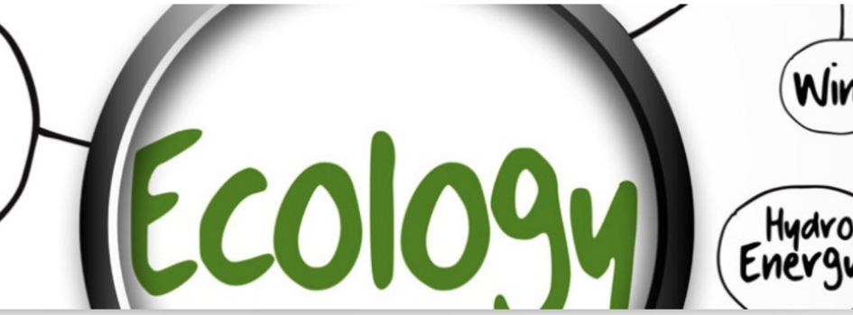 Eine Skizze einer Mindmap mit einer Lupe über dem Wort "Ecology"