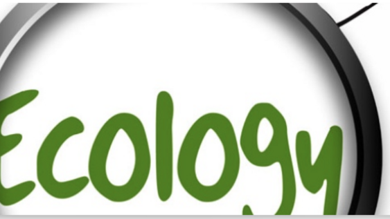 Eine Skizze einer Mindmap mit einer Lupe über dem Wort "Ecology"