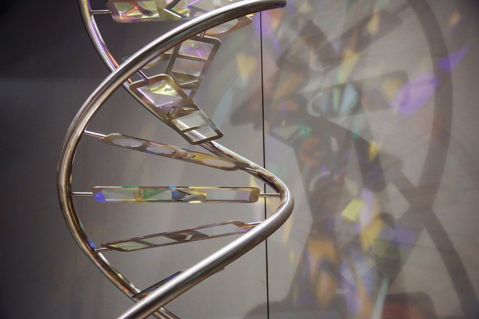 DNA-Modell im phaeno