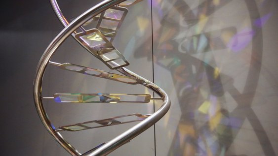 DNA-Modell im phaeno