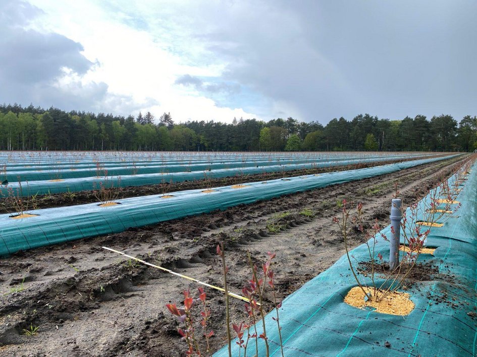 Bodenfeuchtesensor in einer Heidelbeerplantage in der Region Hannover