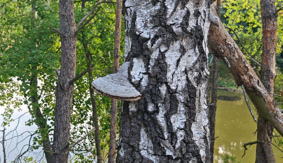 Holzpilz auf einem Baum in natürlicher Umgebung