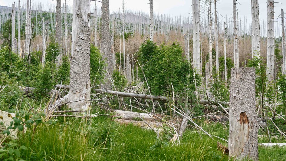 Beispiel für ein mögliches Einsatzgebiet für das Projekt ForestBots.