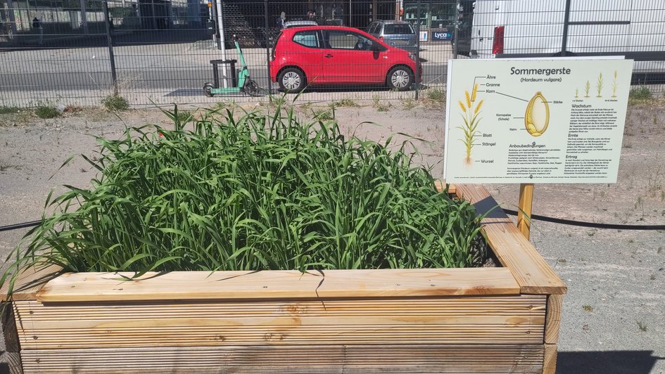 Zum Monatsende hin ist die Sommergerste zu einem extrem dichten, hohen und sattgrünen Pflanzenbestand herangewachsen, der das gesamte Beet überwuchert.