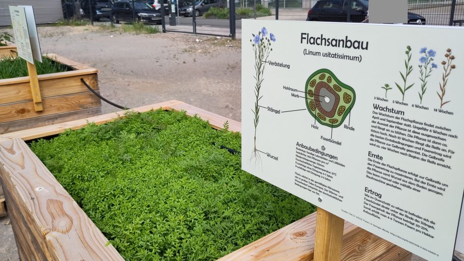 ieses Foto dokumentiert einen extrem dichten, flächendeckenden Teppich aus jungen, hellgrünen Flachskeimlingen.