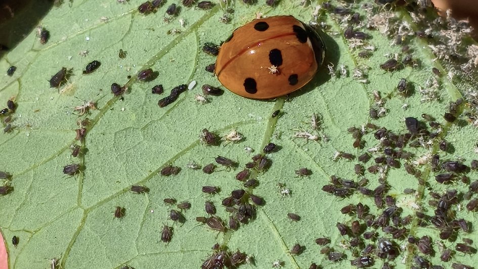 Marienkäfer auf Kapuzinerkresse