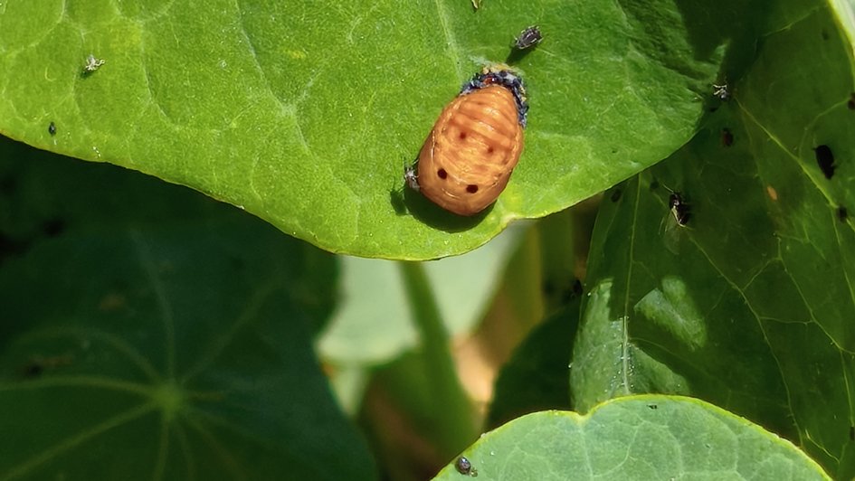 Marienkäfer auf Kapuzinerkresse