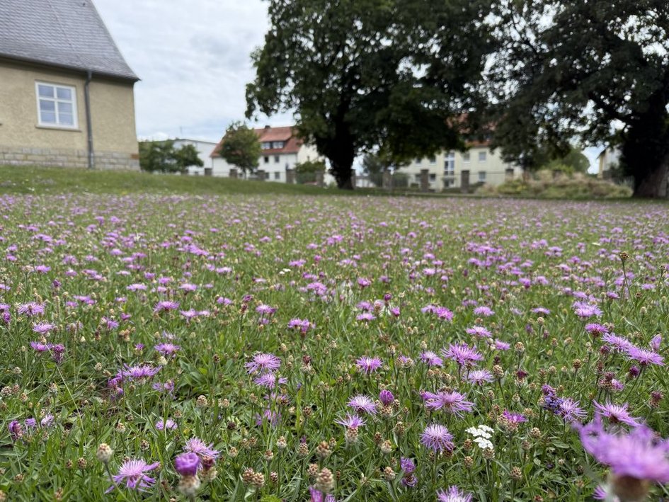 Insektenfreundliche Wiese am Campus Wolfenbüttel, Am Exer