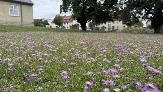 Insektenfreundliche Wiese am Campus Wolfenbüttel, Am Exer