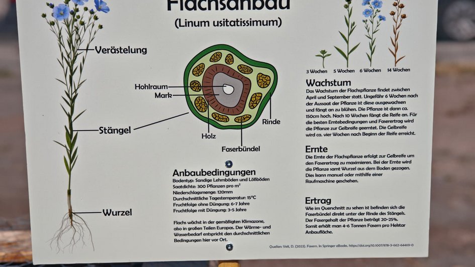 Erklärtafel für Flachspflanzen