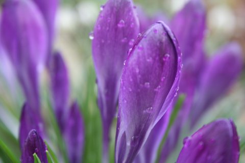 Detailaufnahme von Krokussen mit Tautropfen. (öffnet Vergrößerung des Bildes)