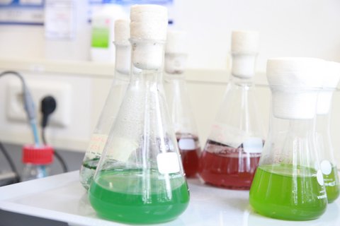Nahaufnahme Versuch im Labor für Biotechnologie und Bioökonomie