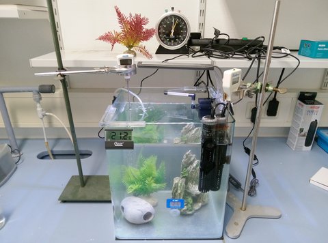 Analyse von Umwelteinflüssen auf Daphnien in Versuchsaquarien im Labor für Bioverfahrenstechnik