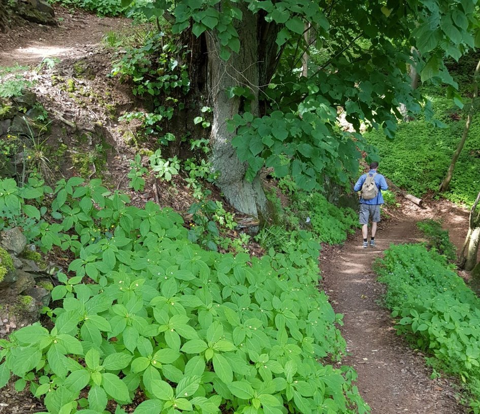 Press photo (Nadine Zimmer/Ostfalia): According to Wandermonitor 2024, the ideal hiking trail for many hiking enthusiasts is a rather narrow path, but with an exposed location and preferably a panoramic view.