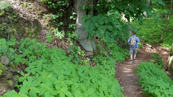 Press photo (Nadine Zimmer/Ostfalia): According to Wandermonitor 2024, the ideal hiking trail for many hiking enthusiasts is a rather narrow path, but with an exposed location and preferably a panoramic view.