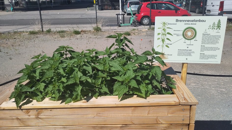 Ende Mai haben sich die Brennnesseln prächtig entwickelt und füllen den Holzkasten nun als kräftiger, dichter Busch aus.