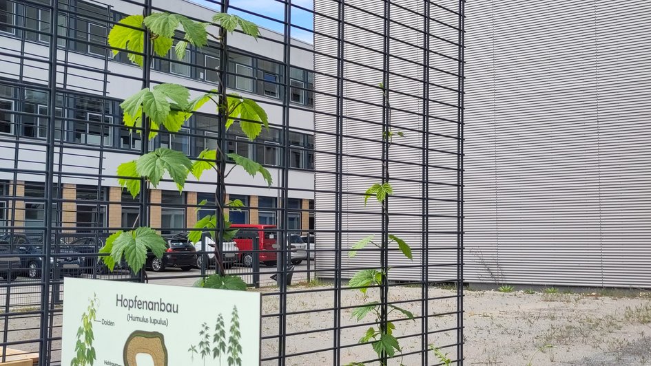 Zu sehen sind zwei Hopfenpflanzen, die Mitte Mai bereits zielstrebig an den vertikalen Streben des schwarzen Klettergitters emporwachsen.