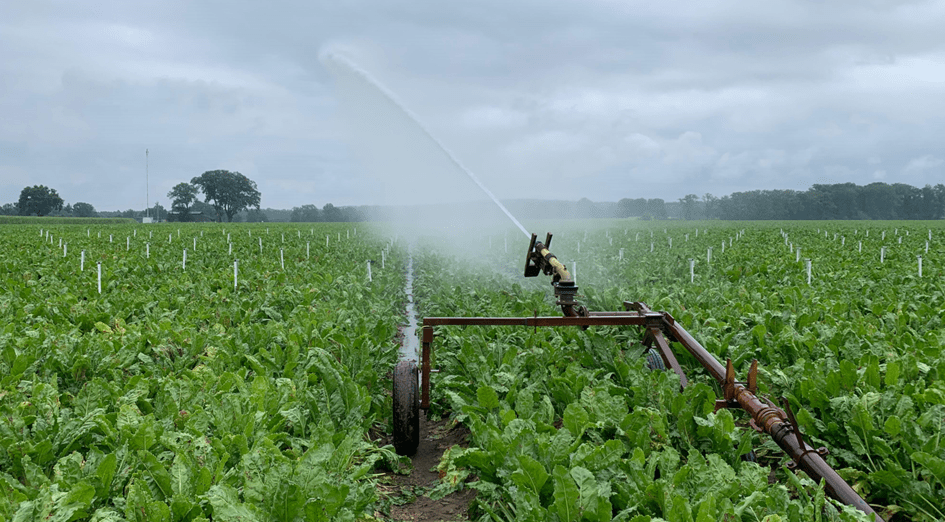 Versuchsaufbau zur Erfassung der Wasserverteilung in einem Zuckerrübenbestand. Die angeordneten Regenmesser dienen der Messung der ausgebrachten Wassermenge und der Bewertung der Querverteilung der Beregnung. Foto: Klaus Röttcher/Ostfalia